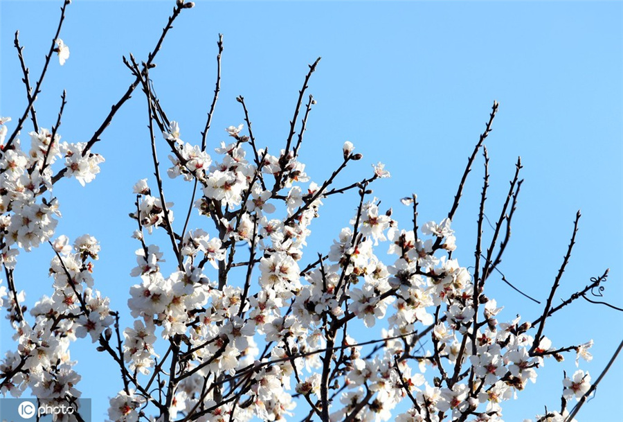 ICPhoto(qun)ƷՈD(zhun)d