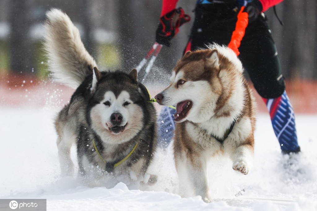 ICPhoto(qun)ƷՈD(zhun)d