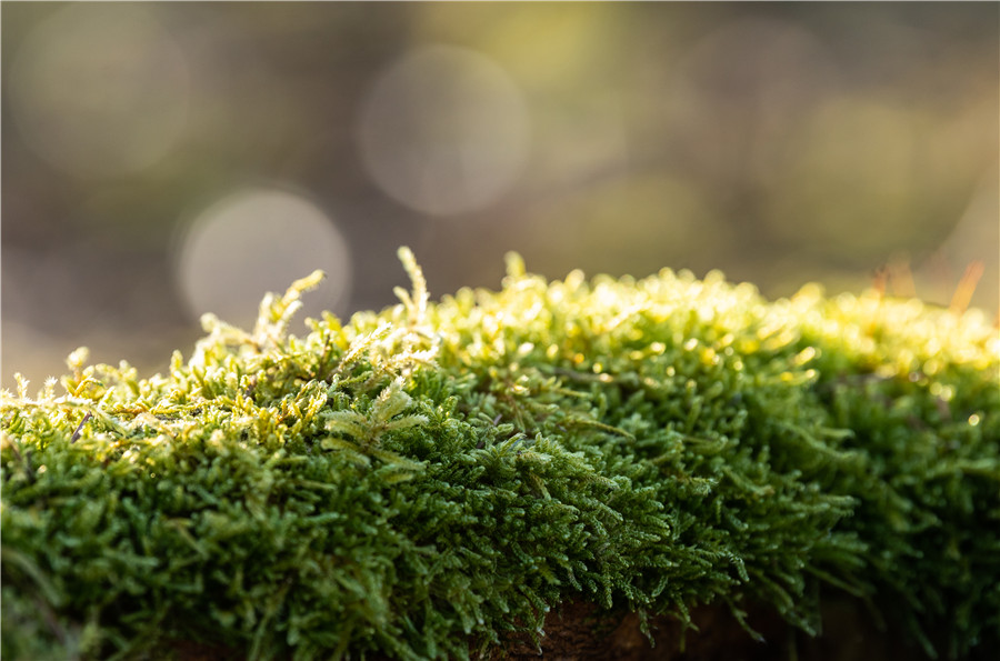 |IC(qun)ƷՈD(zhun)d