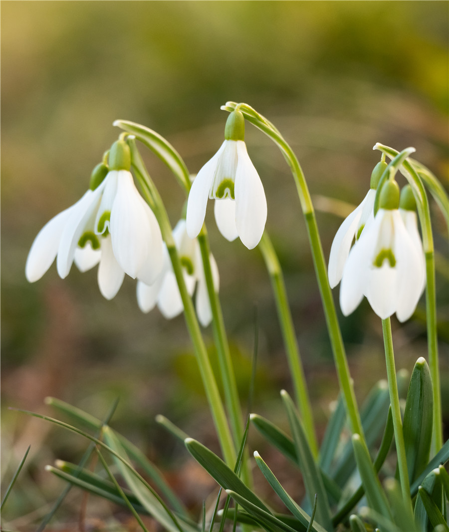 |IC(qun)ƷՈ(qng)D(zhun)d