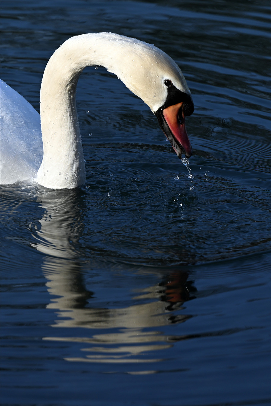 |IC(qun)ƷՈ(qng)D(zhun)d