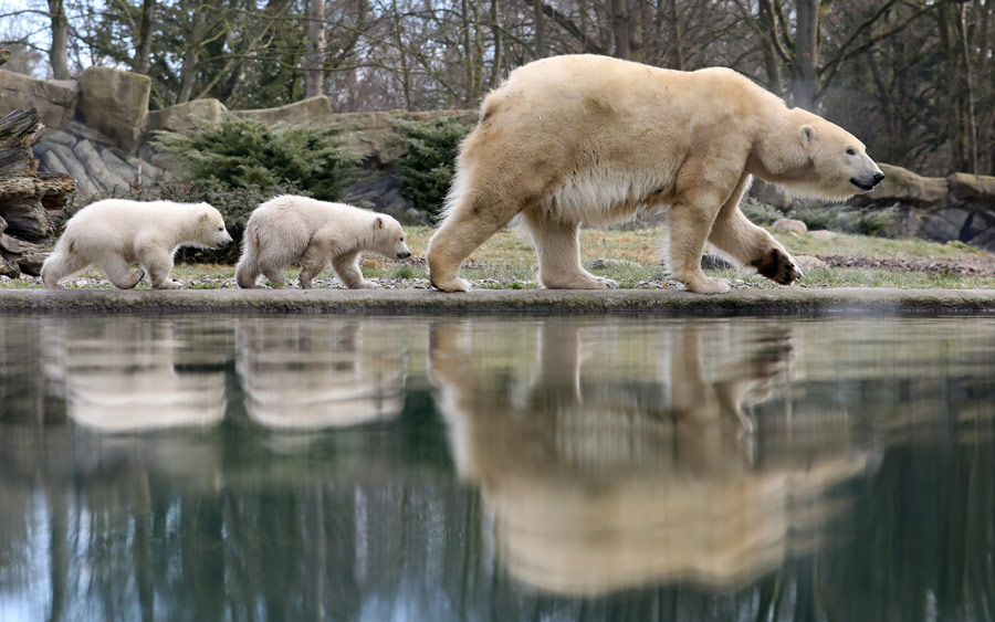 |IC(qun)ƷՈ(qng)D(zhun)d