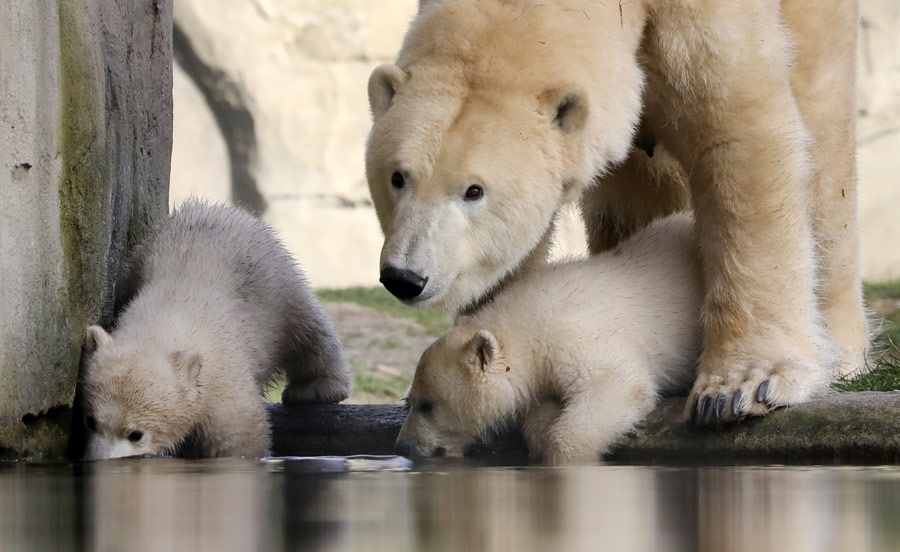 |IC(qun)ƷՈ(qng)D(zhun)d