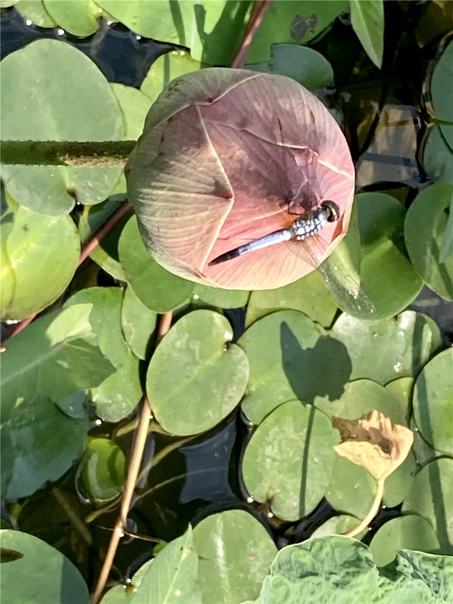 |IC(qun)ƷՈ(qng)D(zhun)d