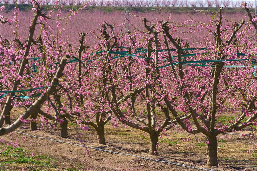 |IC(qun)ƷՈD(zhun)d