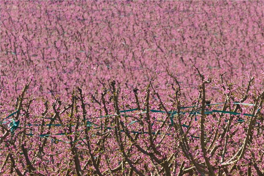 |IC(qun)ƷՈD(zhun)d