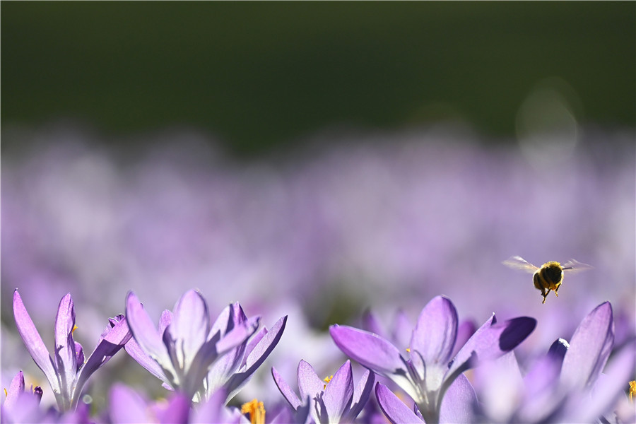 |IC(qun)ƷՈD(zhun)d