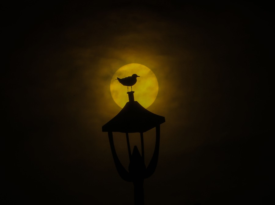 |IC(qun)ƷՈ(qng)D(zhun)d