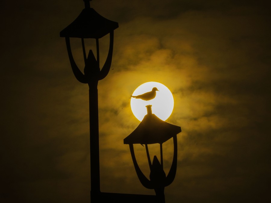 |IC(qun)ƷՈ(qng)D(zhun)d