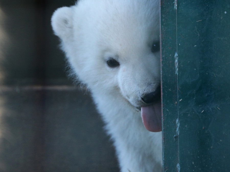 |IC(qun)ƷՈ(qng)D(zhun)d