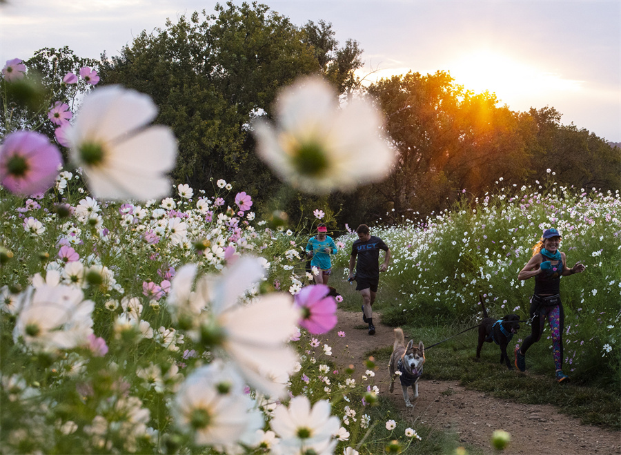 |IC(qun)ƷՈD(zhun)d