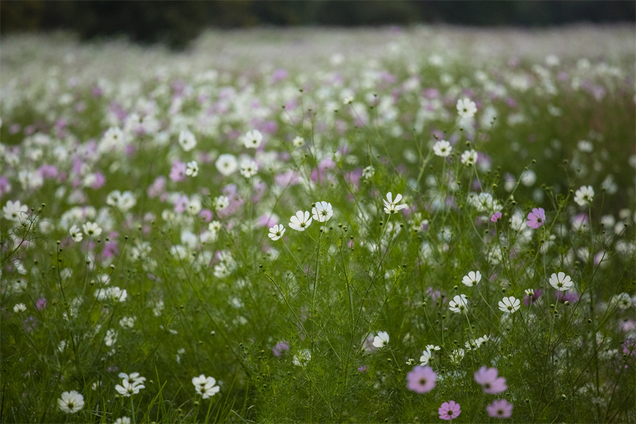 |IC(qun)ƷՈ(qng)D(zhun)d