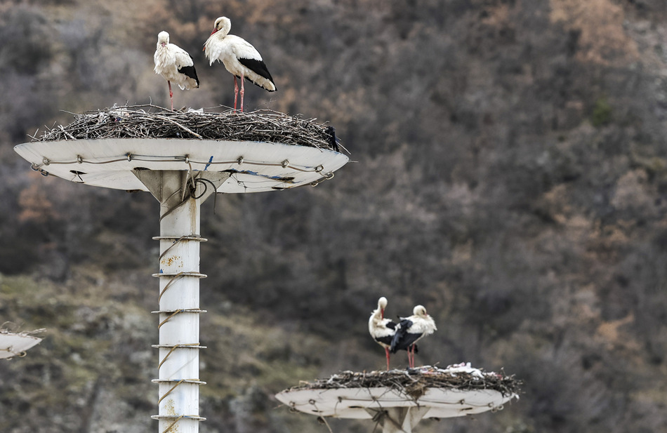 ?sh)ؕrg202245䰲L;XҕXЇƷՈDd