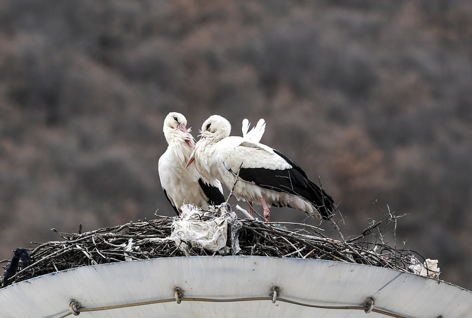 (dng)?sh)ؕr(sh)g202245գ䰲L(zhng);X(li)ҕX(ju)Ї(gu)(qun)ƷՈ(qng)D(zhun)d