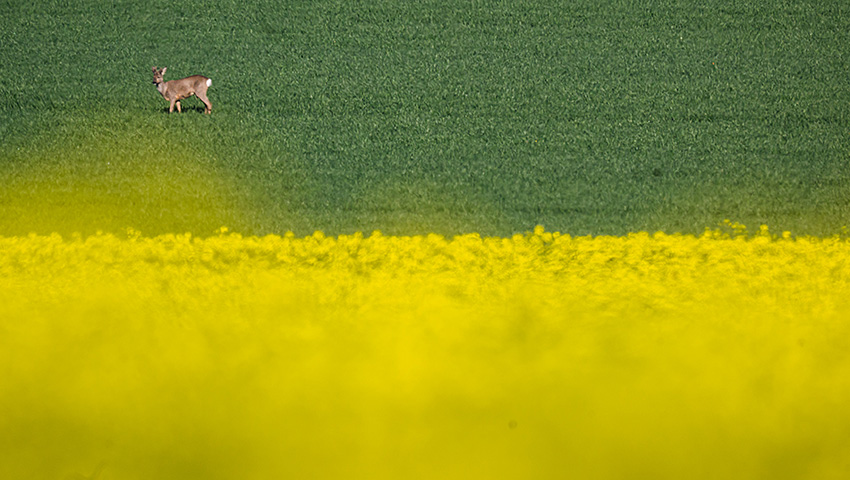 IC Photo(qun)ƷՈ(qng)D(zhun)d