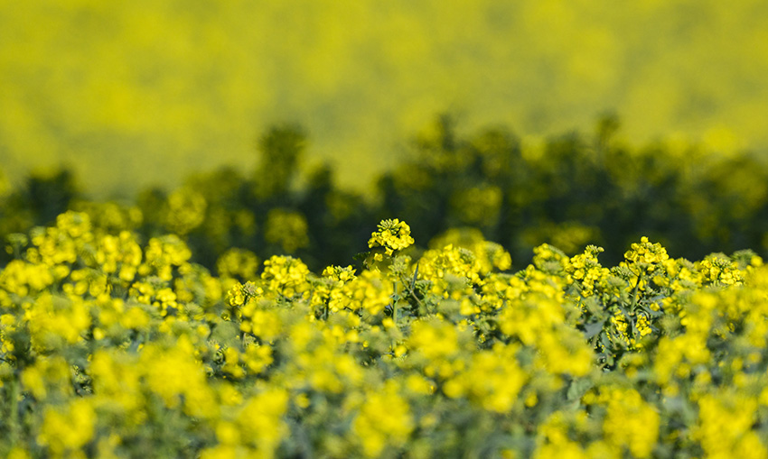 IC Photo(qun)ƷՈ(qng)D(zhun)d