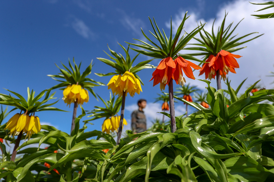 IC Photo(qun)ƷՈD(zhun)d