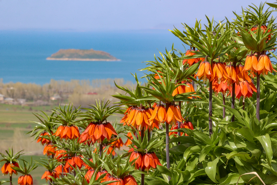 IC Photo(qun)ƷՈD(zhun)d