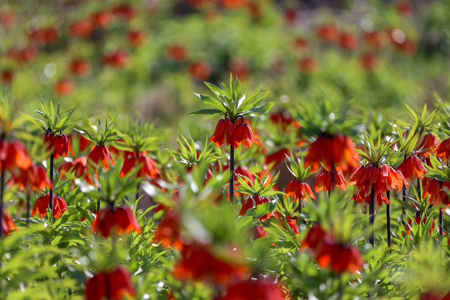 IC Photo(qun)ƷՈD(zhun)d