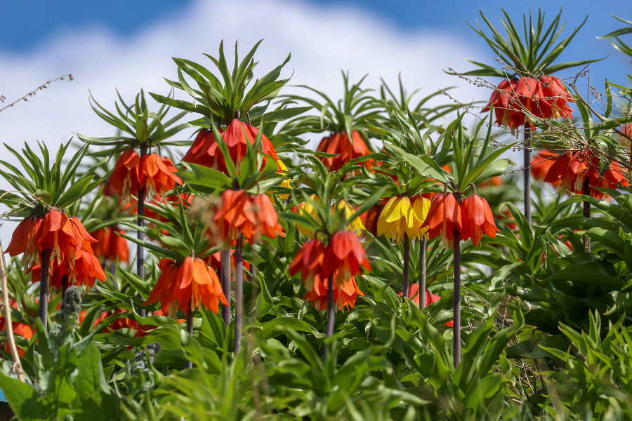 IC Photo(qun)ƷՈD(zhun)d