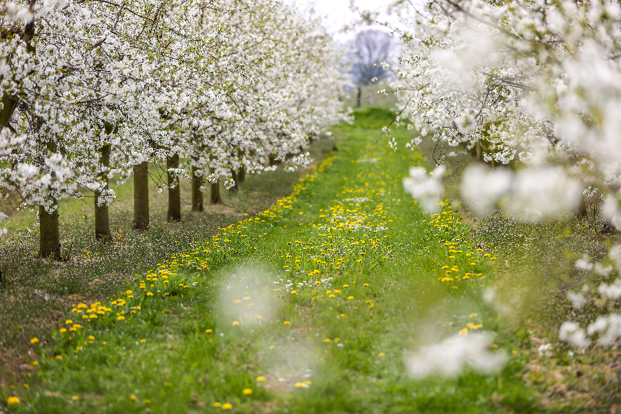 IC Photo(qun)ƷՈD(zhun)d