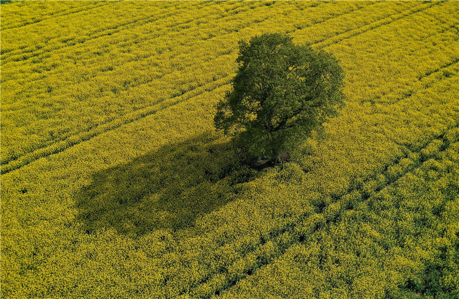 IC Photo(qun)ƷՈ(qng)D(zhun)d