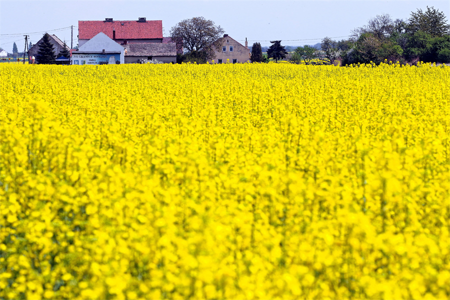 ICPhoto(qun)ƷՈ(qng)D(zhun)d