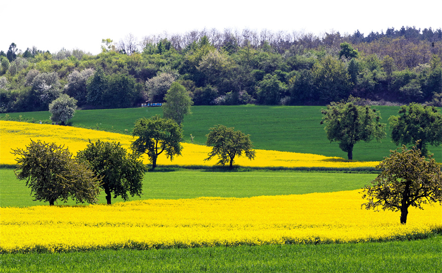 ICPhoto(qun)ƷՈ(qng)D(zhun)d