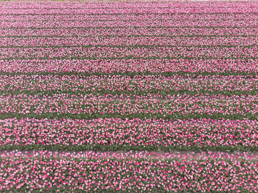 ICPhoto(qun)ƷՈD(zhun)d