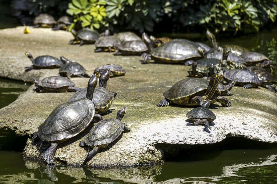 ICPhoto(qun)ƷՈD(zhun)d