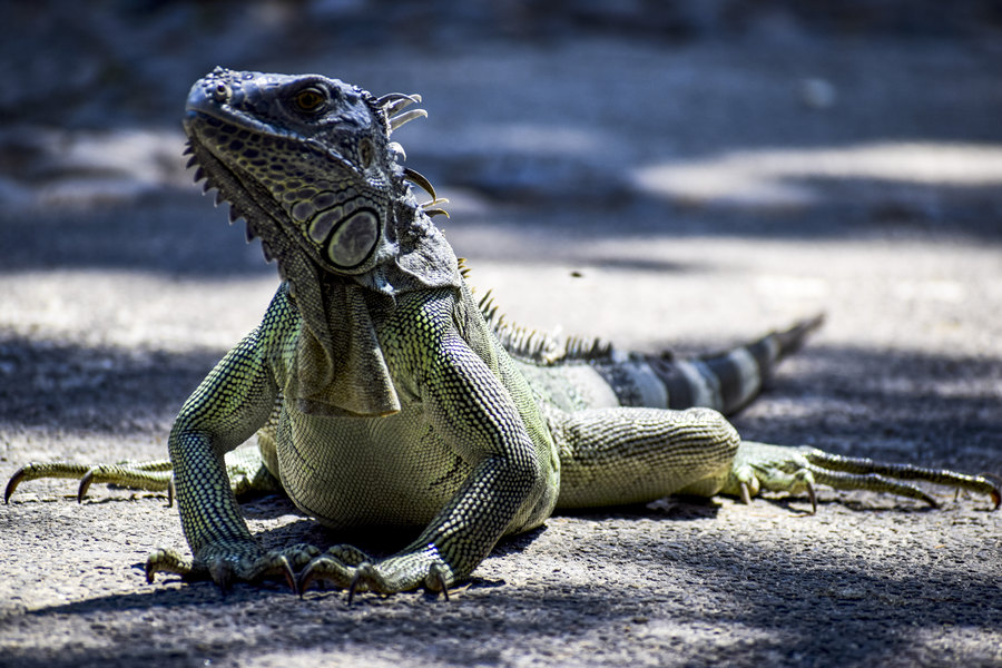 ICPhoto(qun)ƷՈD(zhun)d