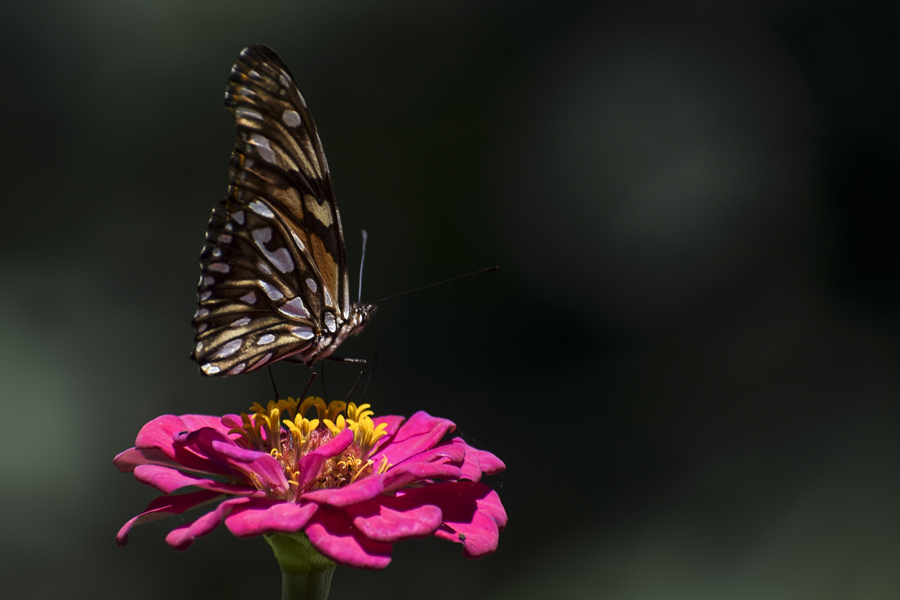 ICPhoto(qun)ƷՈD(zhun)d