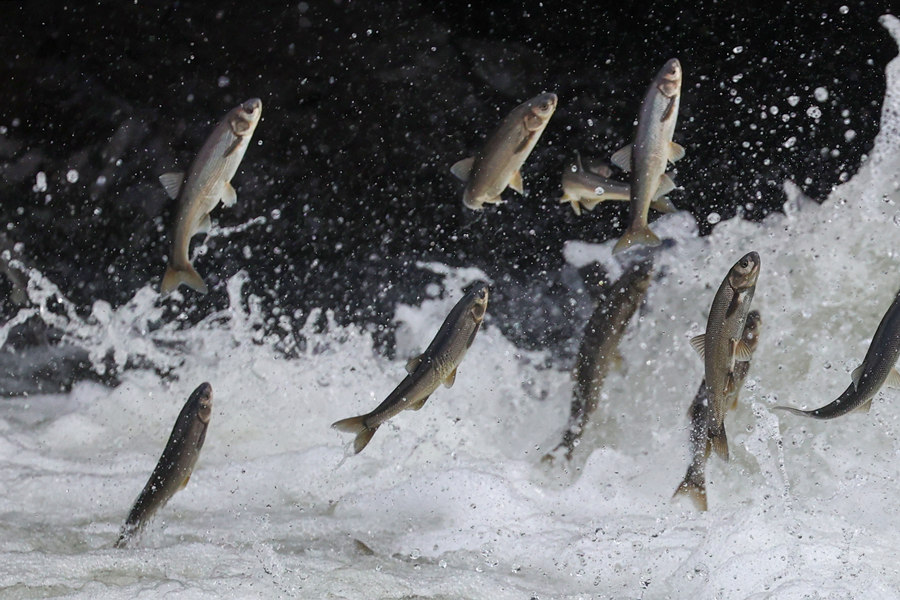 ICPhoto(qun)ƷՈD(zhun)d