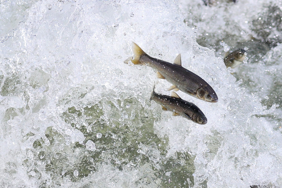 ICPhoto(qun)ƷՈ(qng)D(zhun)d