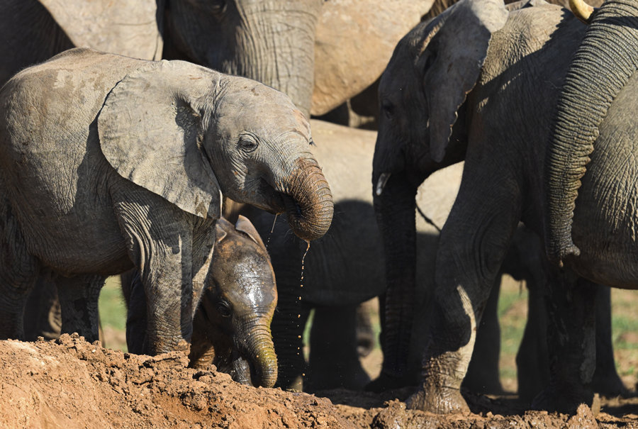 ICPhoto(qun)ƷՈD(zhun)d