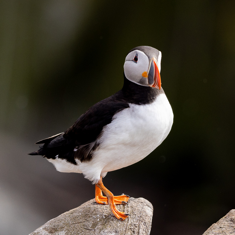 ICPhotoƷՈDd