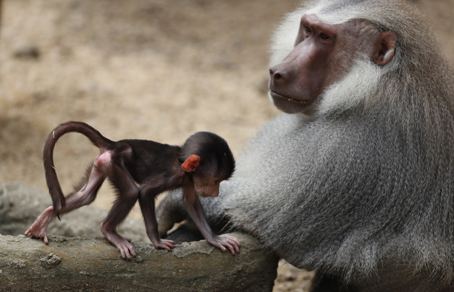 ICPhoto(qun)ƷՈD(zhun)d