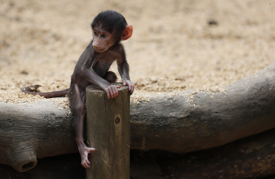 ICPhoto(qun)ƷՈD(zhun)d