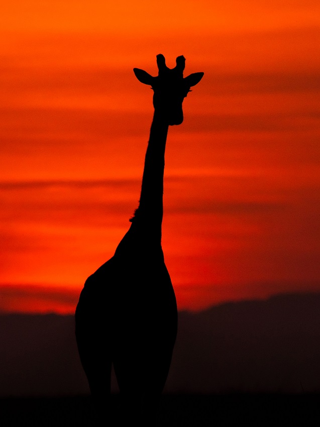 IC Photo(qun)ƷՈD(zhun)d