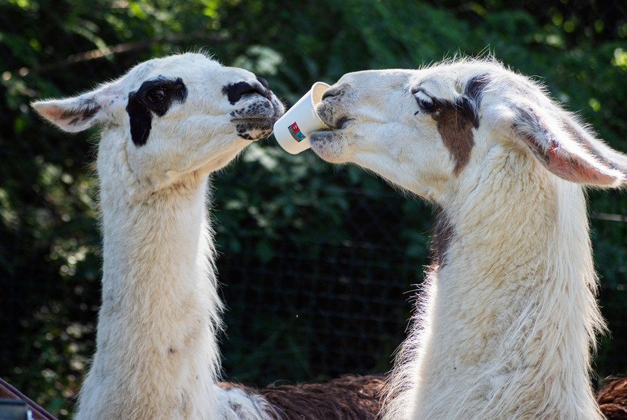 ICPhoto(qun)ƷՈ(qng)D(zhun)d