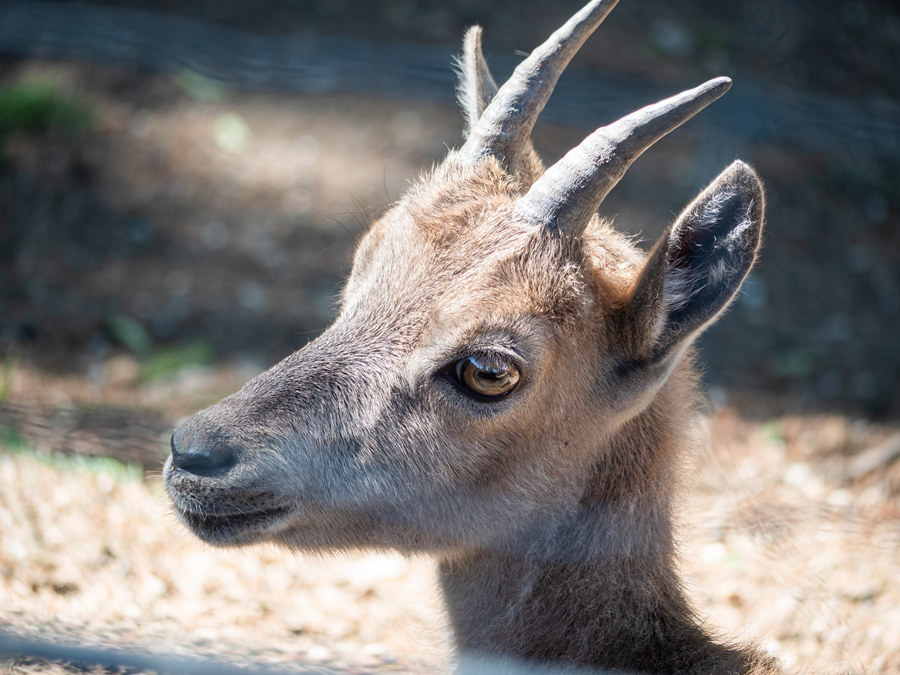 ICPhoto(qun)ƷՈ(qng)D(zhun)d