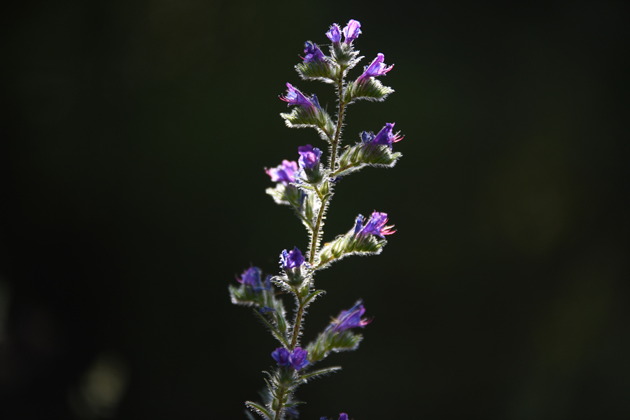 ICPhotoƷՈDd