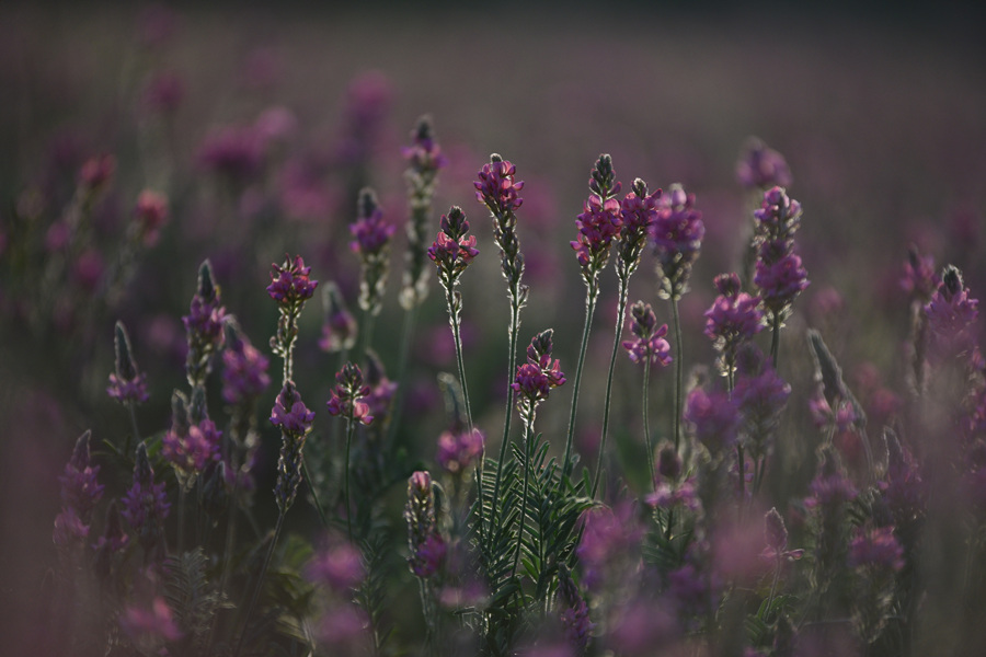 ICPhoto(qun)ƷՈD(zhun)d