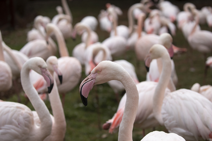 ICPhoto(qun)ƷՈD(zhun)d