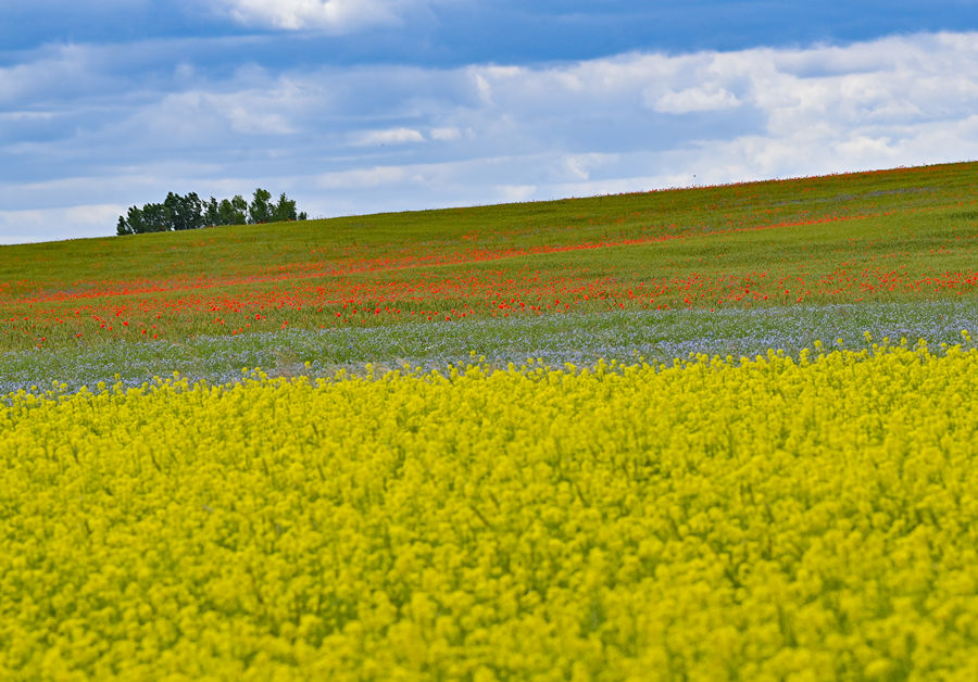 ICPhoto(qun)ƷՈD(zhun)d