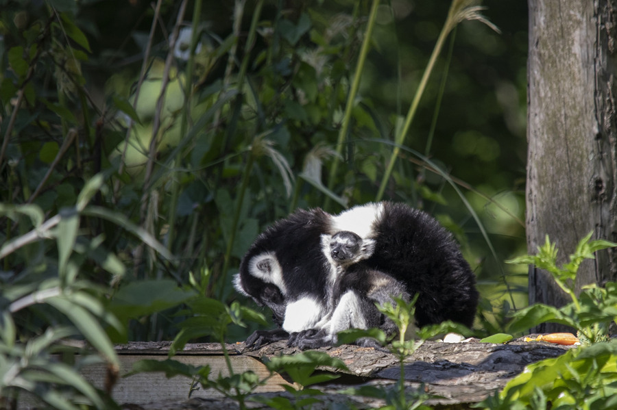 ICPhoto(qun)ƷՈD(zhun)d