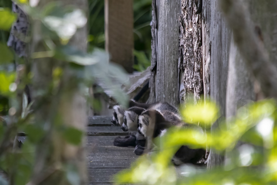 ICPhoto(qun)ƷՈD(zhun)d