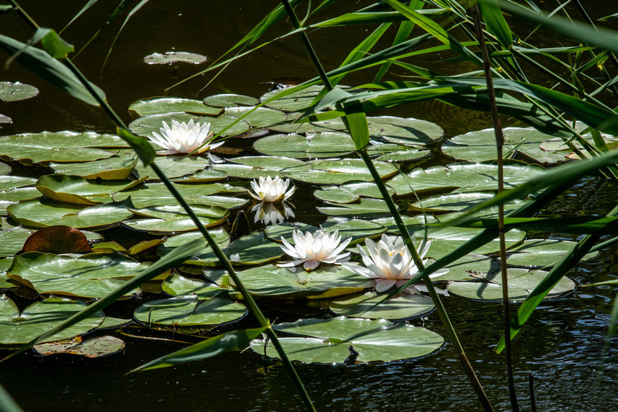 ICPhoto(qun)ƷՈD(zhun)d