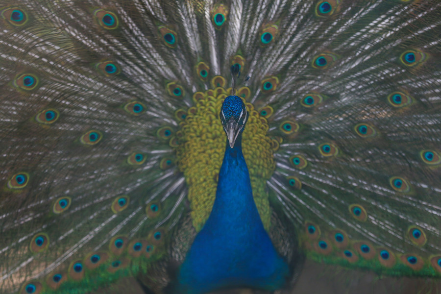 ICPhoto(qun)ƷՈD(zhun)d