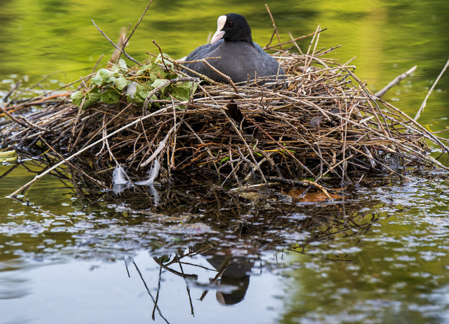 ICPhoto(qun)ƷՈ(qng)D(zhun)d